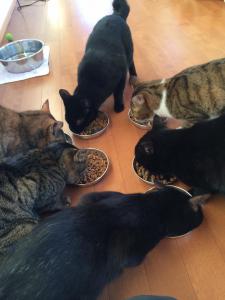 犬猫たちの朝食