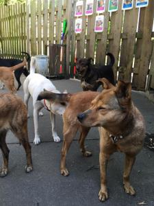 食事後は犬たちをドッグランへ