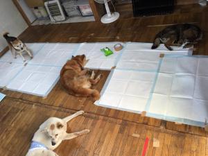 ホスピス部屋掃除