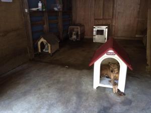 元気組の犬の寝床掃除