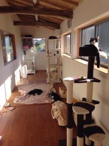 猫の大部屋の掃除