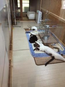 各猫部屋の掃除(計5部屋)