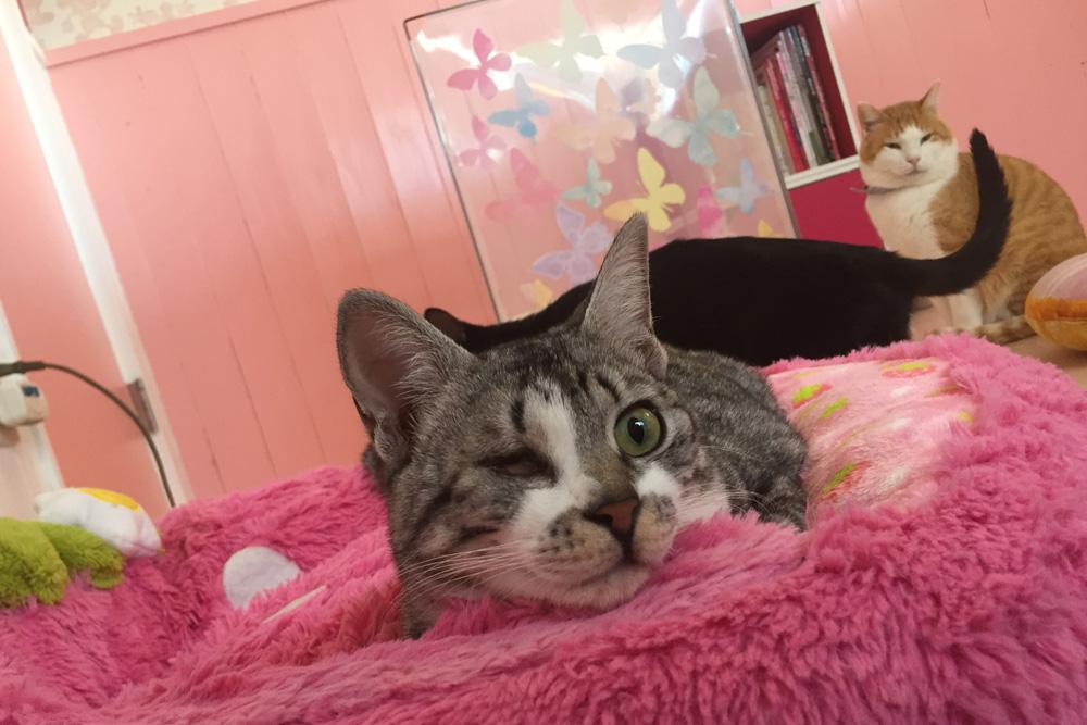 保護猫カフェHOGOYA