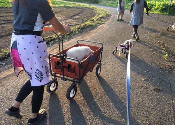 ボランティア募集