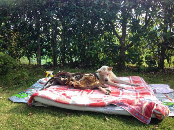 ご支援のお願い